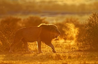 Maned lion at sunrise