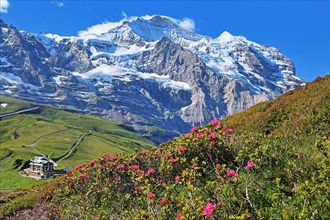 Alpine Roses on Kleine Scheidegg in front of the Jungfrau massif