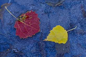 Leaf of one () and one (Betula) on the ice of a lake in autumn