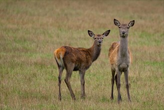 Red deer (Cervus elaphus )