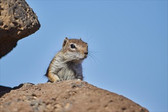 Barbary ground squirrel (Atlantoxerus getulus ) on rocks