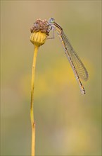 Damselfly (Zygoptera) sitting on a withered plant in warm light