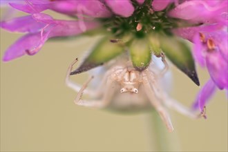 Goldenrod crab spider (Misumena vatia) sits on a flower