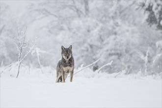 A wolf (Canis lupus) on a meadow in a winter setting