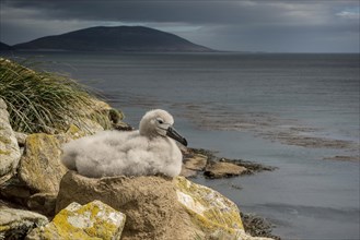 Black-browed Albatross (Thalassarche melanophris) chick on its nest