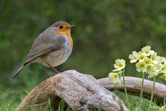 European robin (Erithacus rubecula) sits on a root