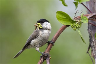 Marsh tit (Parus palustris) sits on a branch and has insects in his beak