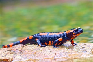Orange Fire salamander (Salamandra salamandra)