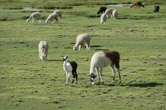 Llama (Llama glama ) with foals in front of grazing (Vicugna pacos )