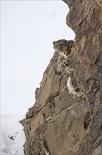 Snow leopard (Panthera uncia) looking down behind a rock