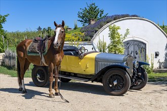 Horse and classic car Delage DISS