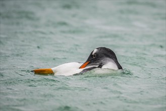 Gentoo penguin (Pygoscelis papua) in water