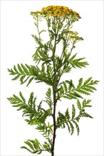 Tansy (Tanacetum vulgare) on white background