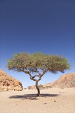 Lone acacia tree in the Sinai desert near Dahab