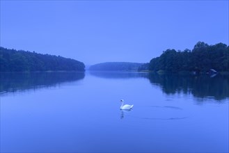 Swan on the lake Schmaler Luzin zur blauen Stunde