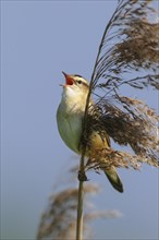 Sedge warbler (Acrocephalus schoenobaenus) on the Ansitzwarte at the reeds in the Ochsenmoor