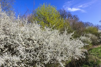 Flowering sloe hedge in spring