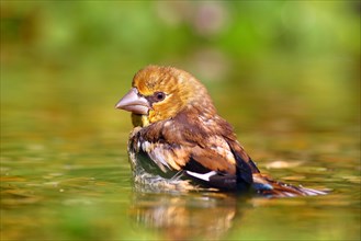 Hawfinch (Coccothraustes coccothraustes) Young bird bathes in shallow water