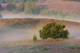 Oak in blooming heath with fog in the valleys