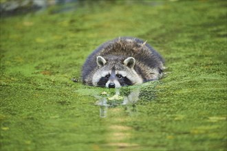 Raccoon (Procyon lotor) floating in a pond