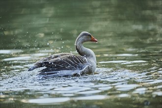 Greylag goose (Anser anser) swims in a lake