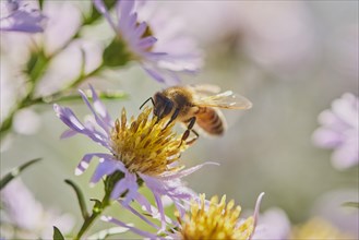 Honey bee (Apis mellifera) collects nectar on a (Aster amellus)