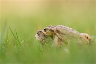 Two Common toads (bufo bufo) are on their way to spawning waters
