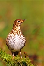 Song thrush (Turdus philomelos) sits on a mossy branch