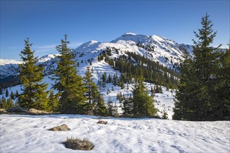 Mountain landscape in late winter with spruces