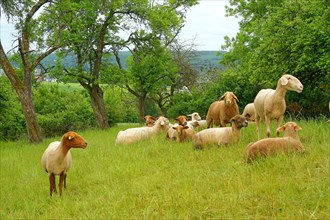 Sheep grazing on a meadow orchard