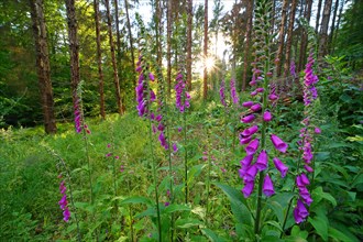 Common foxglove (Digitalis purpurea) and dead spruces