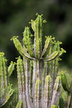 Spurge (Euphorbia pentagona )