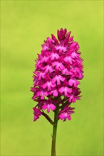 Pyramid Orchid (Anacamptis pyramidalis)