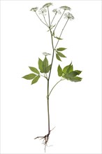 Real hair strand (Peucedanum officinale) on white background