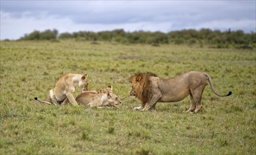 Manes (Panthera leo) and three females at sunrise in the grass savannah