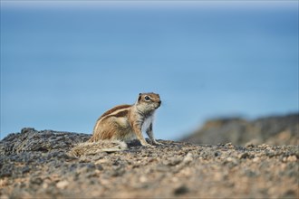 Barbary ground squirrel (Atlantoxerus getulus ) on a rock