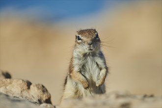 Barbary ground squirrel (Atlantoxerus getulus) staying on a rock at the beach