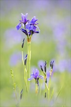 Siberian iris (Iris sibirica)