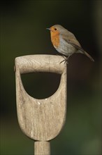 European robin (Erithacus rubecula) perched on a garden fork handle