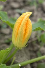Zucchini flower (Cucurbita pepo)