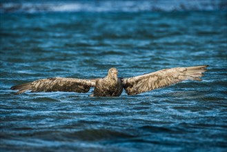 Southern giant petrel (Macronectes giganteus) stretches its wings