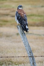 Variable hawk (Geranoaetus polyosoma ) sitting on a fence post
