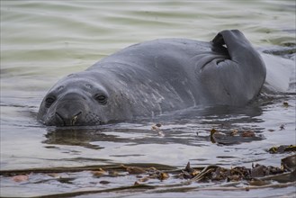 Southern elephant seal (Mirounga leonina) lies in water