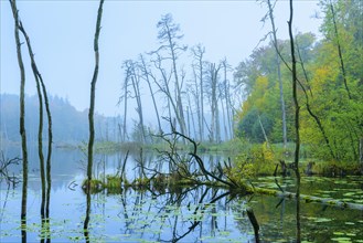 Schweingartensee in the UNESCO World Natural Heritage Site beech forest Serrahn in autumn
