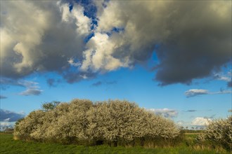 Cloud formation over a blooming sloe hedge in spring