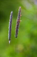 Meadow foxtail (Alopecurus pratensis)