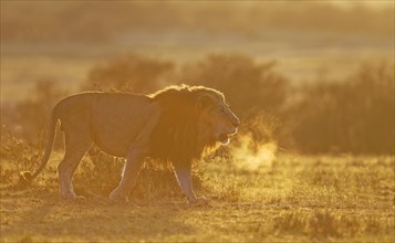 Maned lion at sunrise
