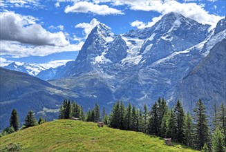 Mountain meadow in front of the Eiger and Moench