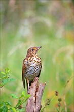 Song thrush (Turdus philomelos) sits on one root