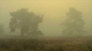 Pines at sunrise in the fog in the heath